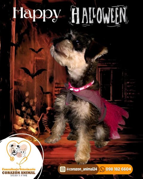 Consultorio Veterinario Corazón Animal